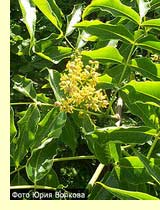 Бархат амурский - Phellodendron amurense Rupr Бархат амурский - Phellodendron amurense Rupr
